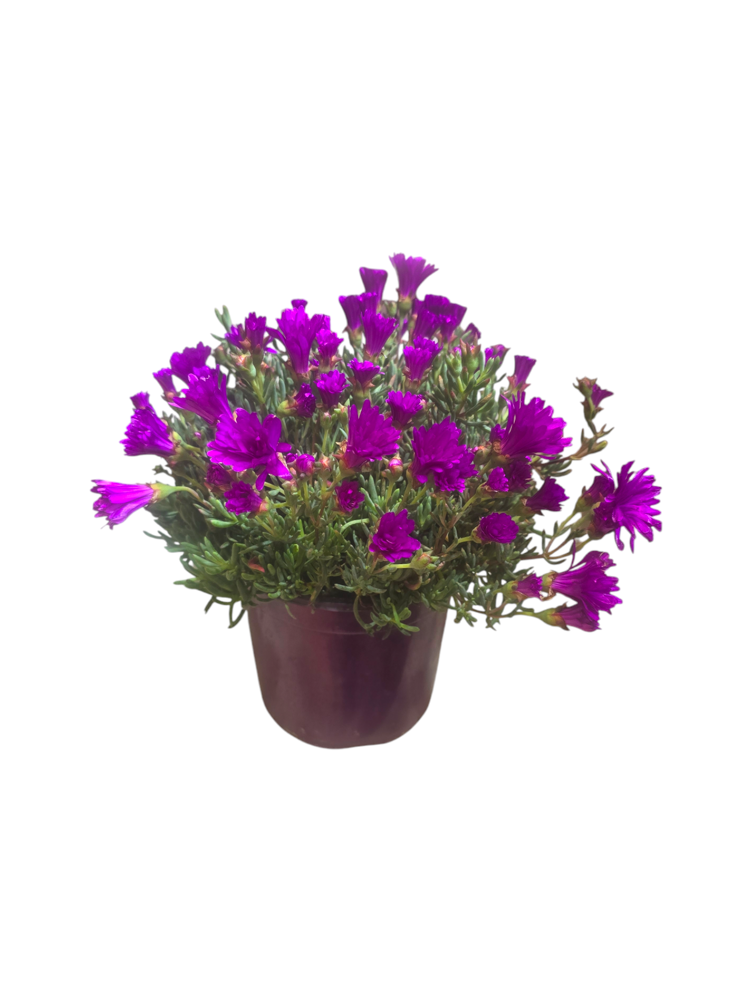 Lampranto o Lampranthus - immagine 2