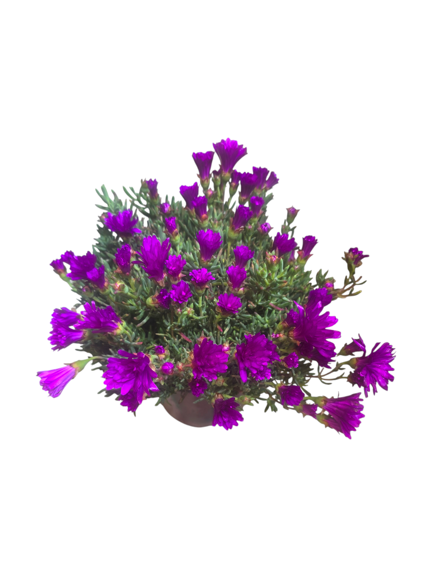 Featured image for “Lampranto o Lampranthus”