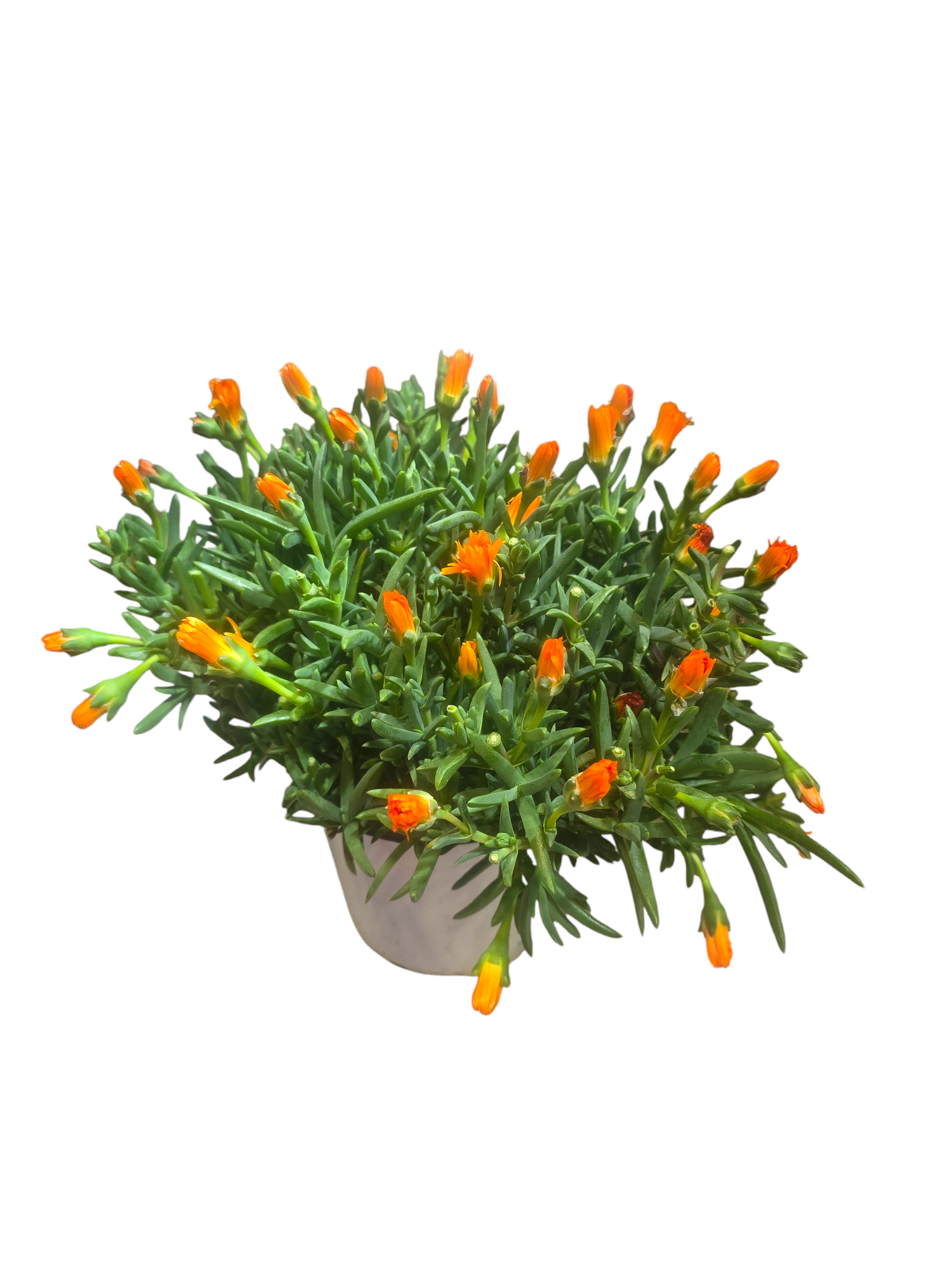 Lampranto o Lampranthus - immagine 3
