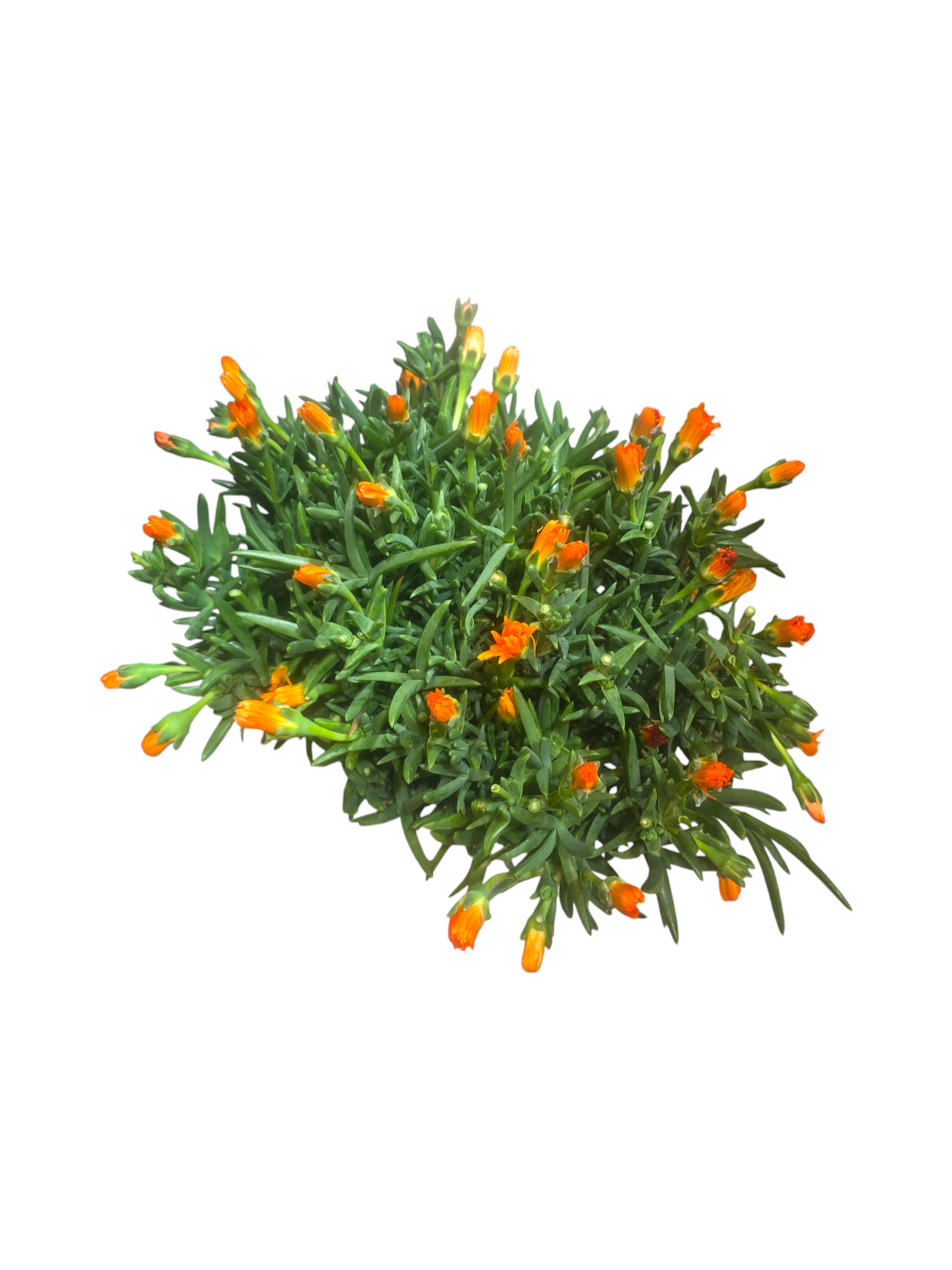 Lampranto o Lampranthus - immagine 4