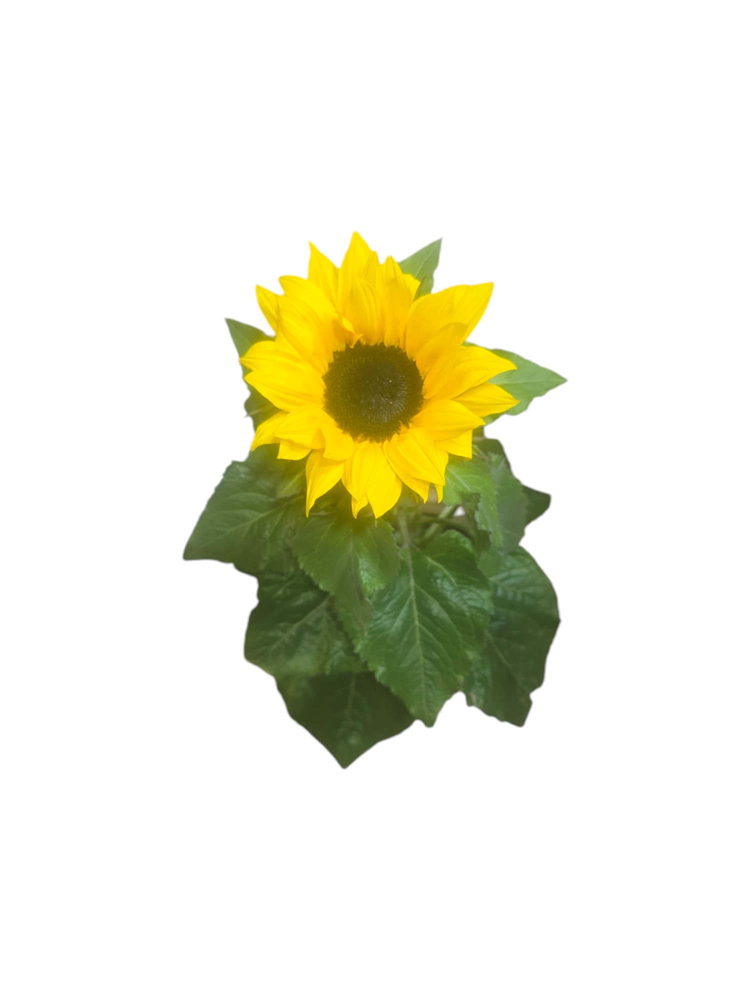 Featured image for “Pianta di Girasole”
