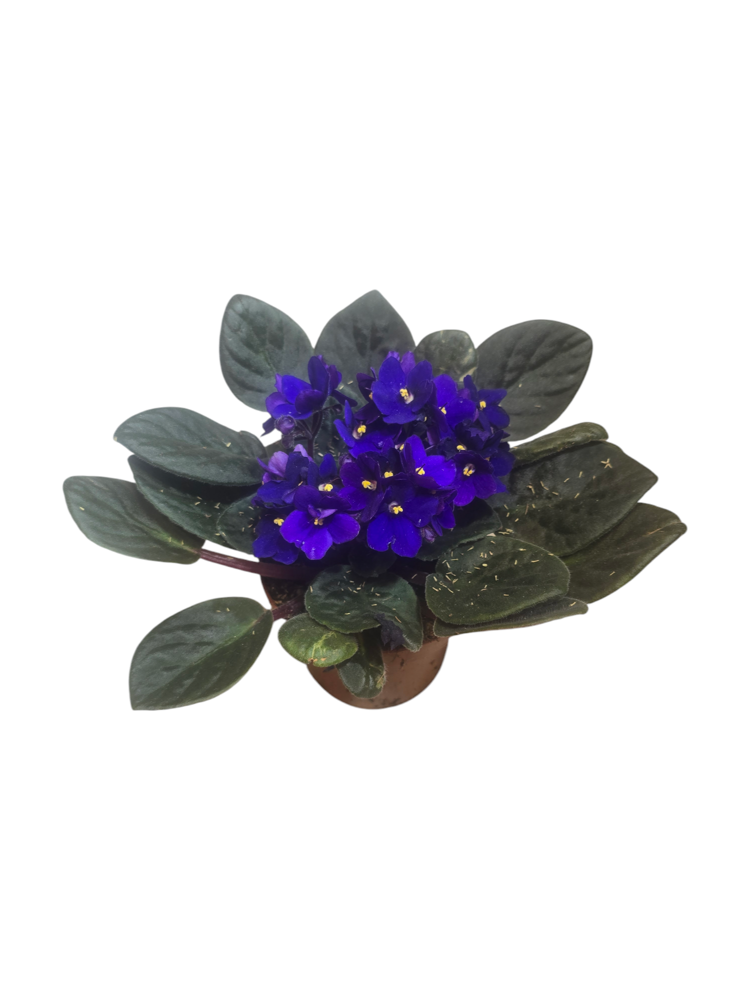 Featured image for “Saintpaulia - violetta africana”