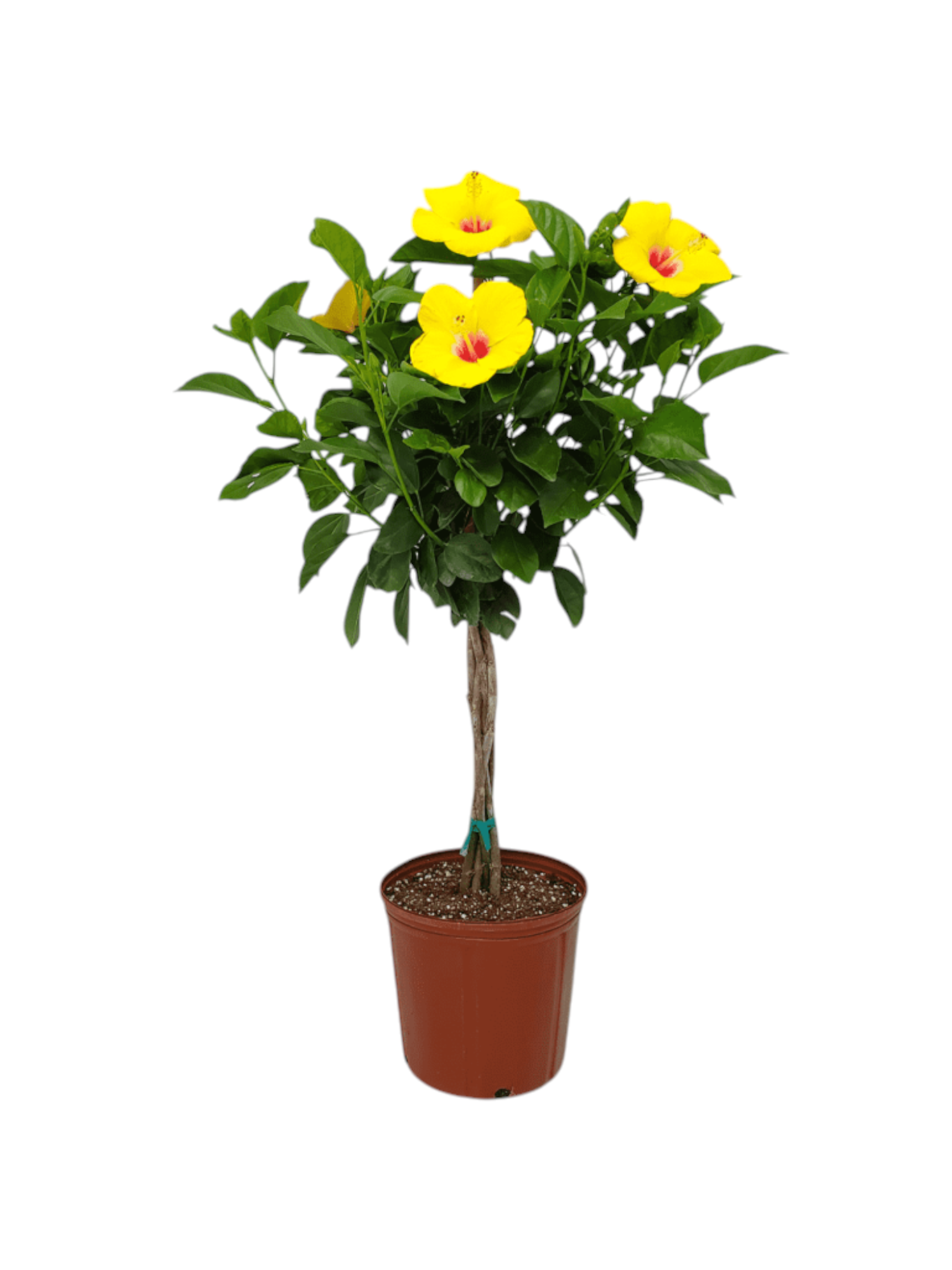 Featured image for “Hibiscus ad alberello (medio)”