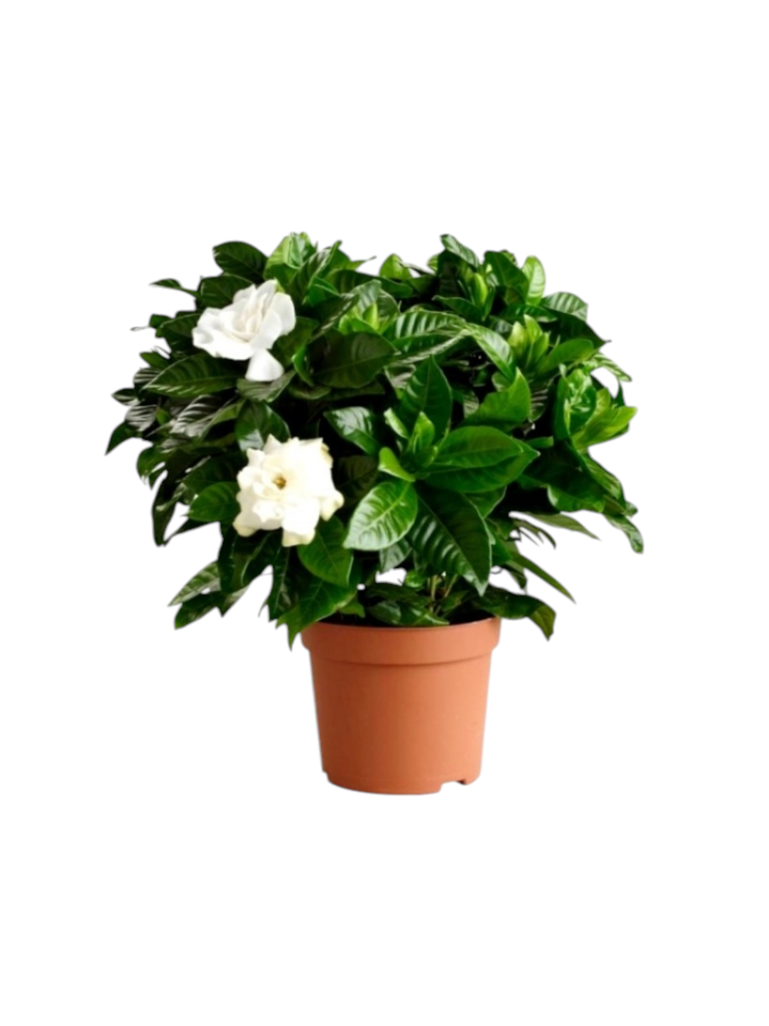 Featured image for “Gardenia cespuglio”