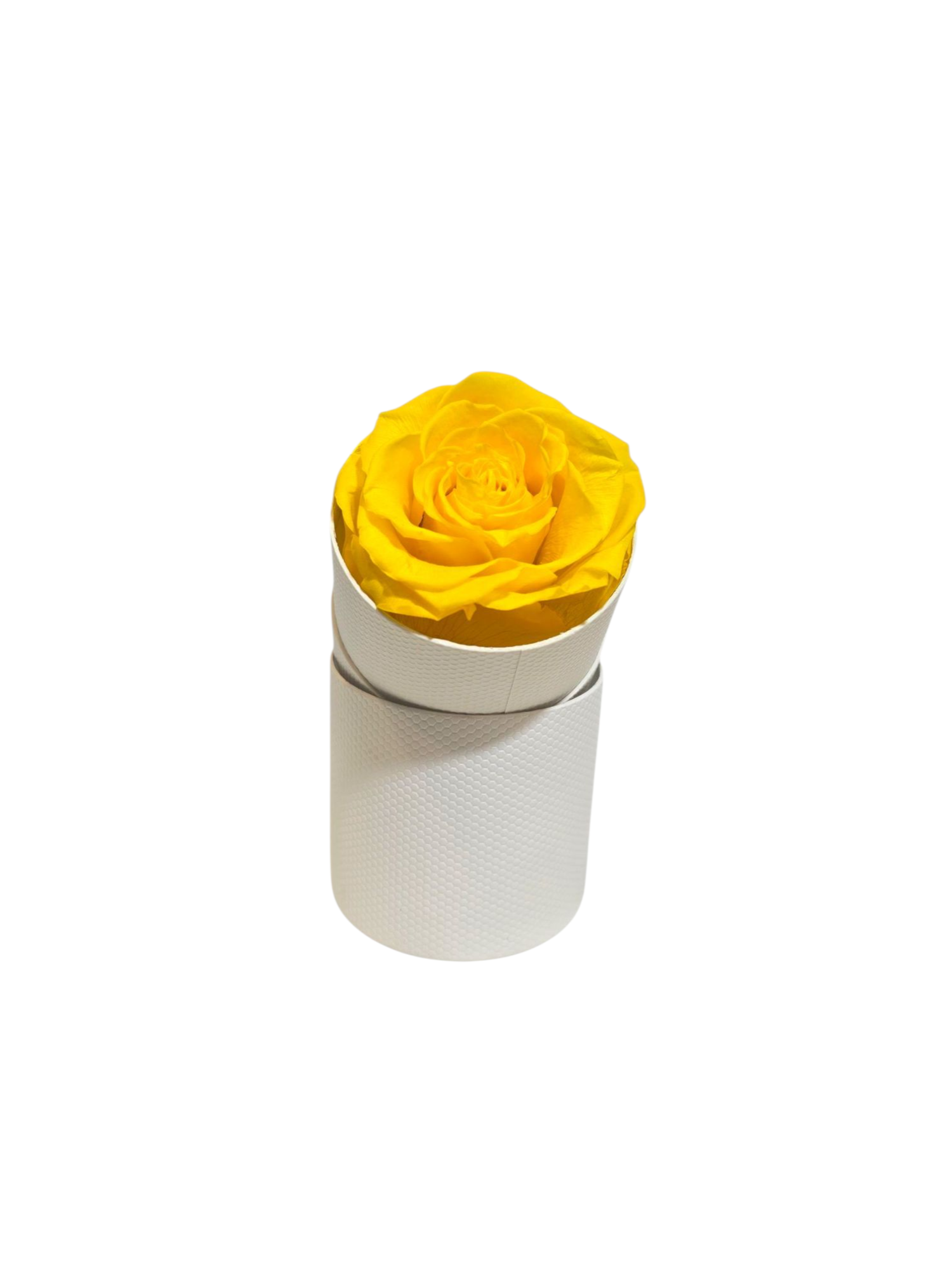 Rosa Stabilizzata in Cilindro – Flower Box Elegante - immagine 3
