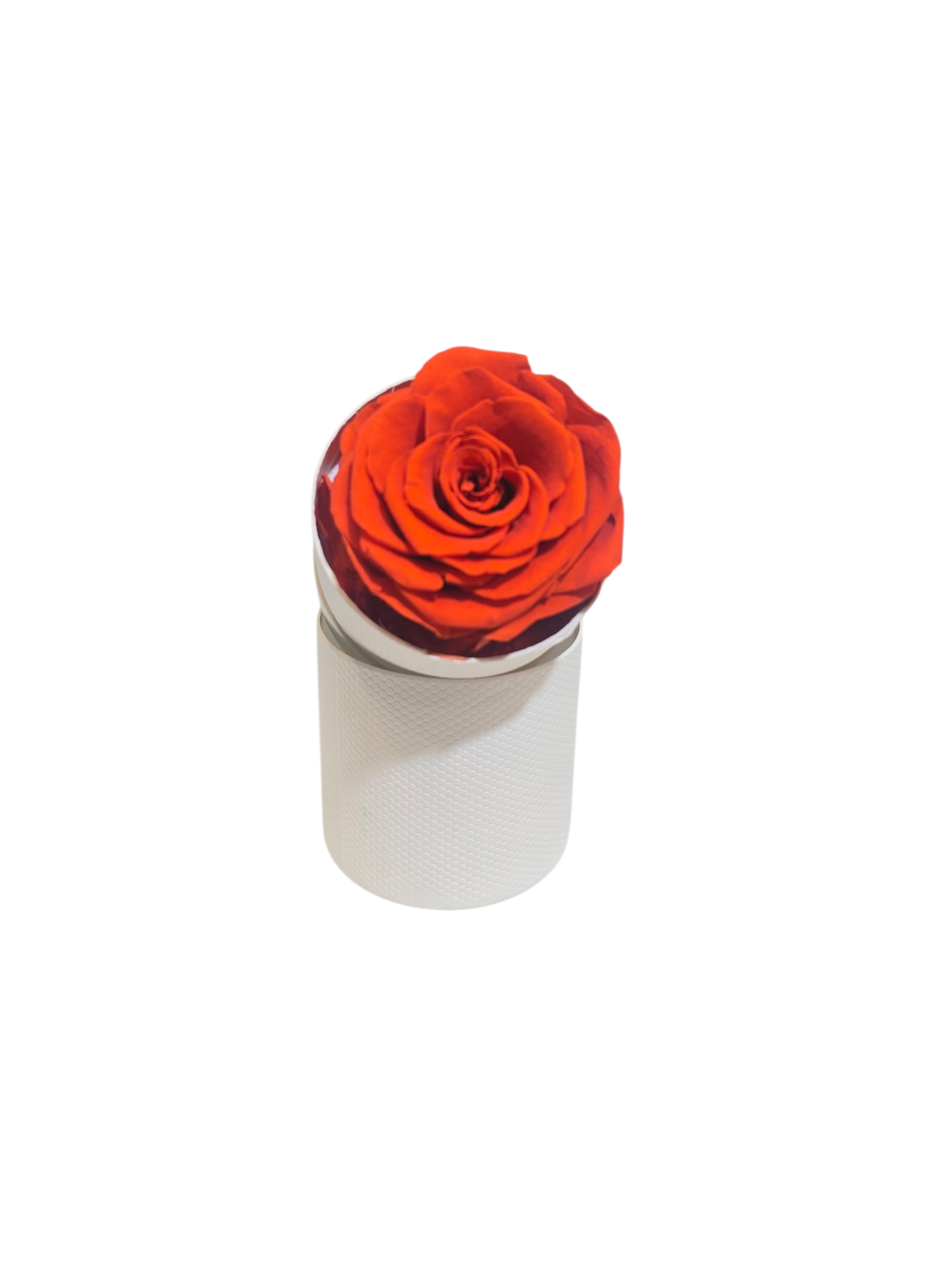 Featured image for “Rosa Stabilizzata in Cilindro – Flower Box Elegante”