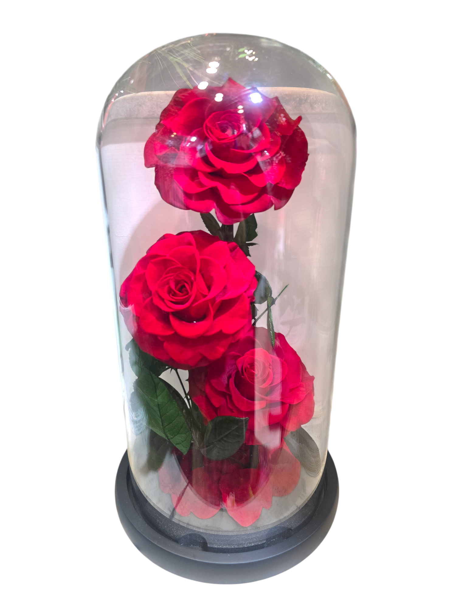 Featured image for “Cloche con 3 Rose Stabilizzate “Ieri, Oggi e Domani” – Decorazione Elegante sotto Vetro”