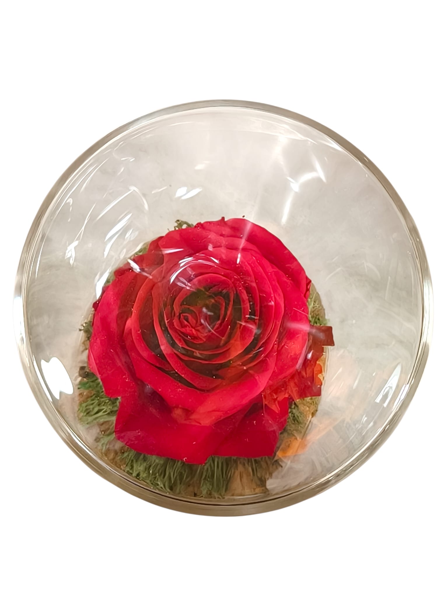 CILINDRO MEDIO CON ROSA STABILIZZATA - immagine 2