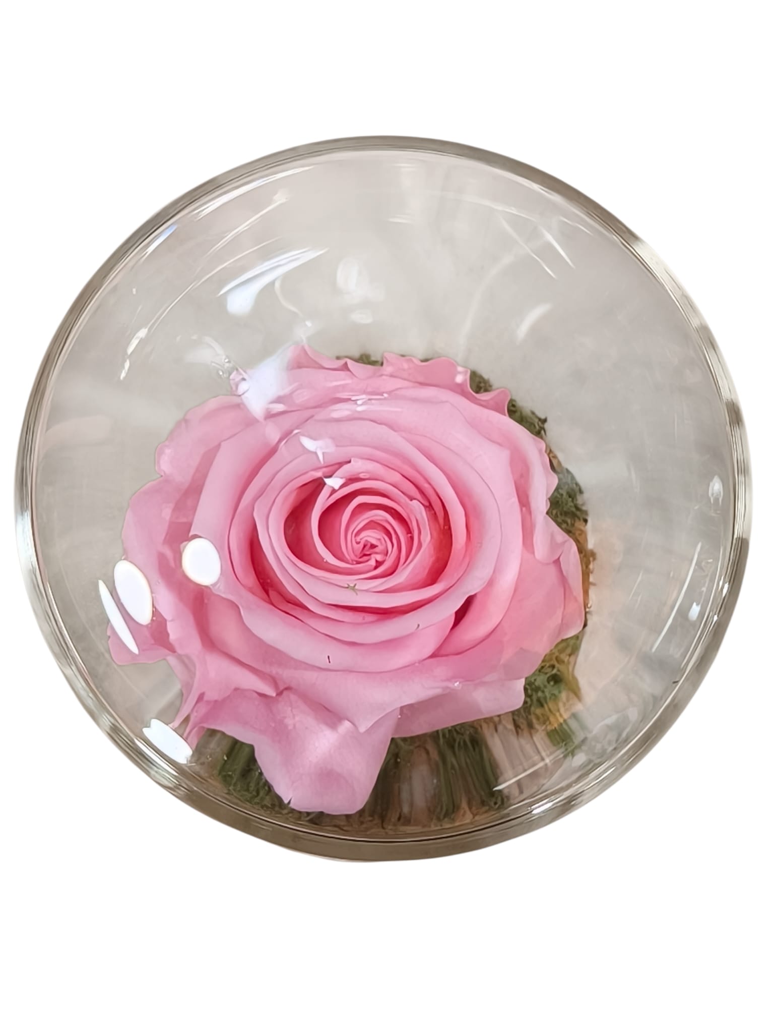CILINDRO MEDIO CON ROSA STABILIZZATA - immagine 4