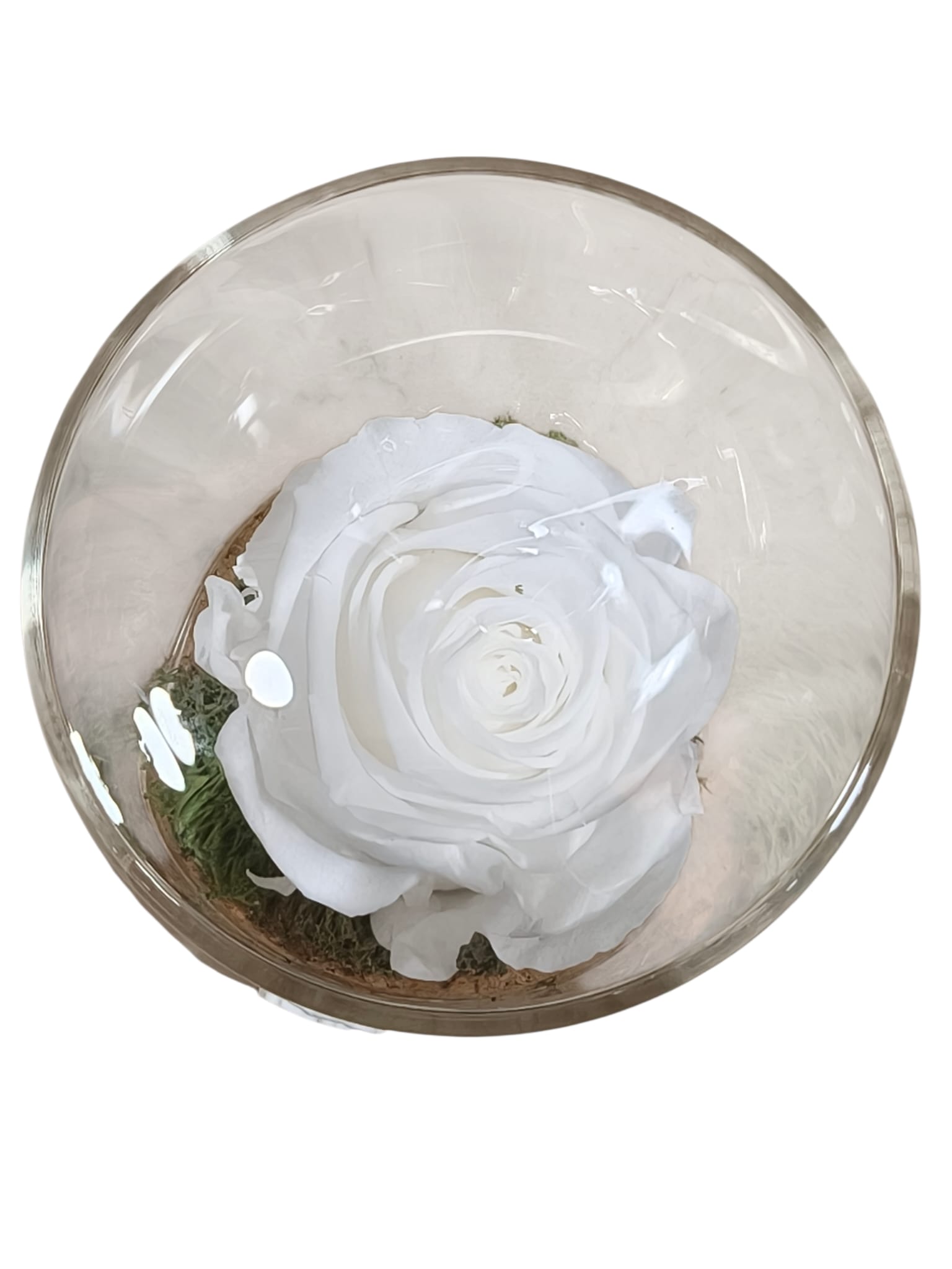 CILINDRO MEDIO CON ROSA STABILIZZATA - immagine 9