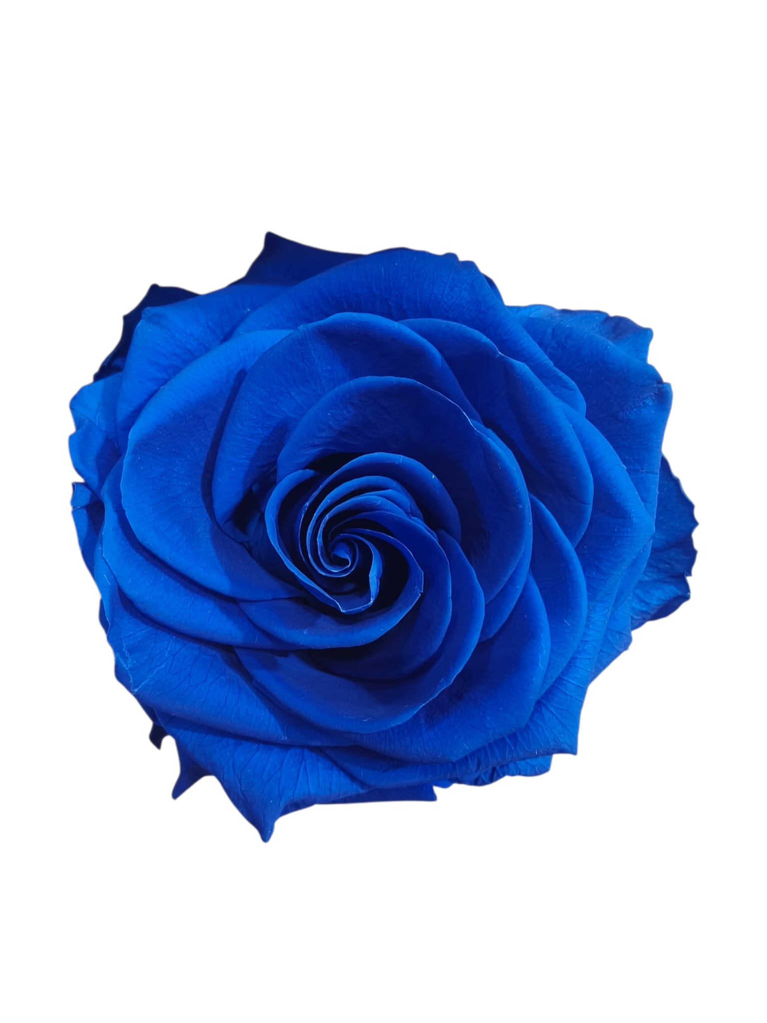 Rosa stabilizzata a gambo lungo in scatola – Eleganza che dura nel tempo - immagine 5