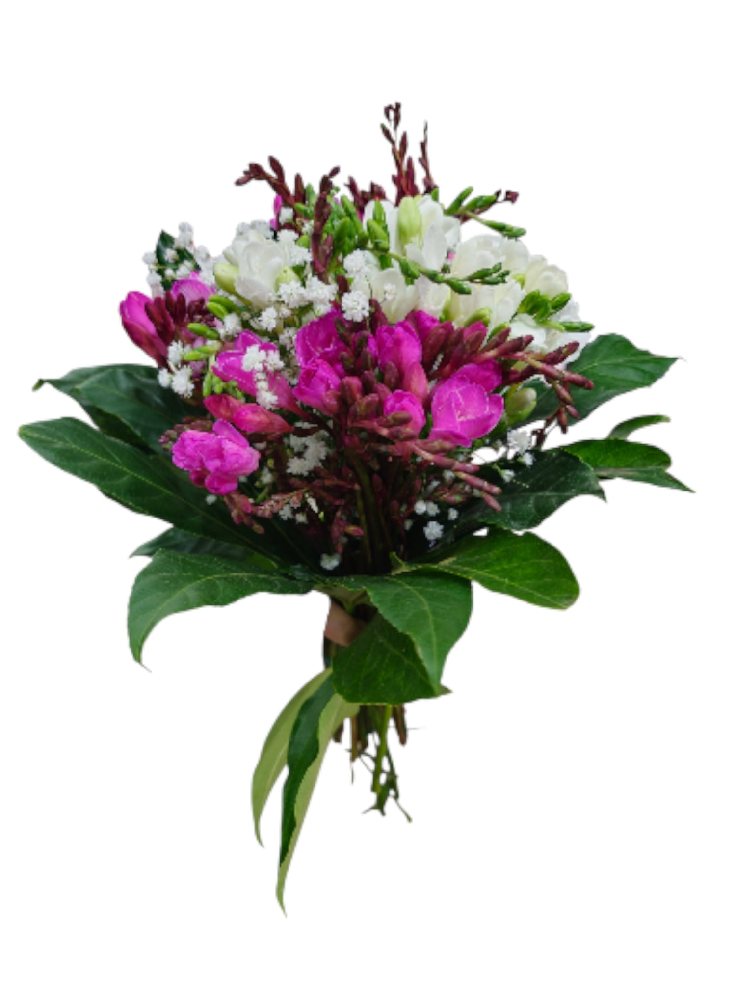 Featured image for “Bouquet di fresie fresche – Eleganza profumata”