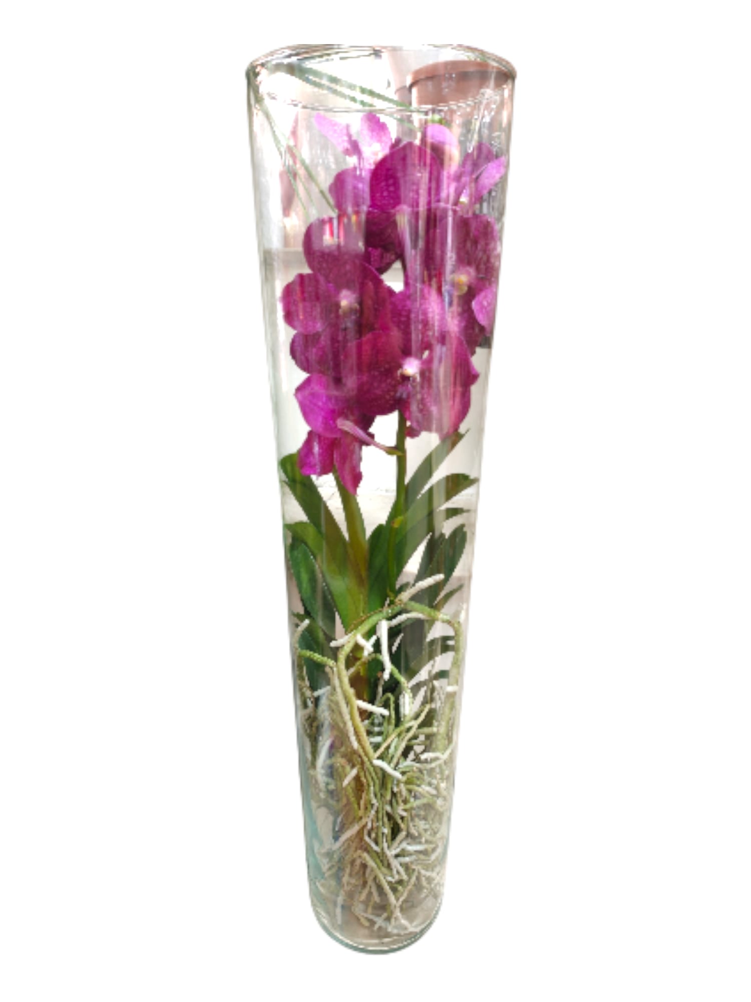 Featured image for “Orchidea Vanda con vaso in vetro”