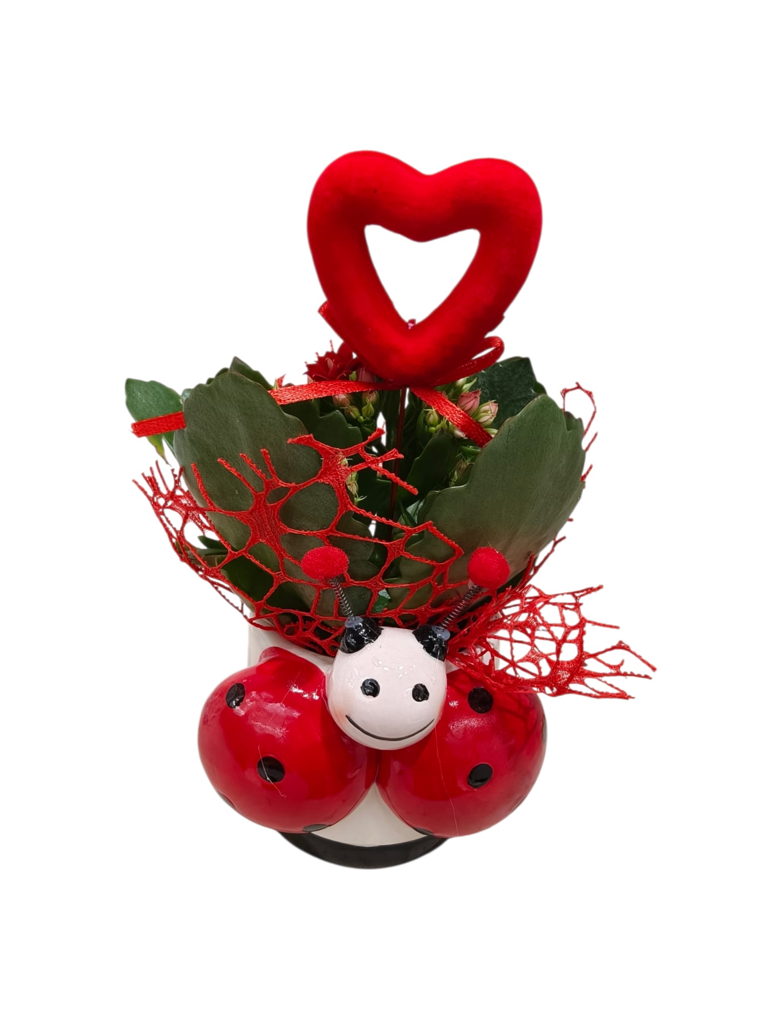 Featured image for “Coccinella fiorita con Kalanchoe”