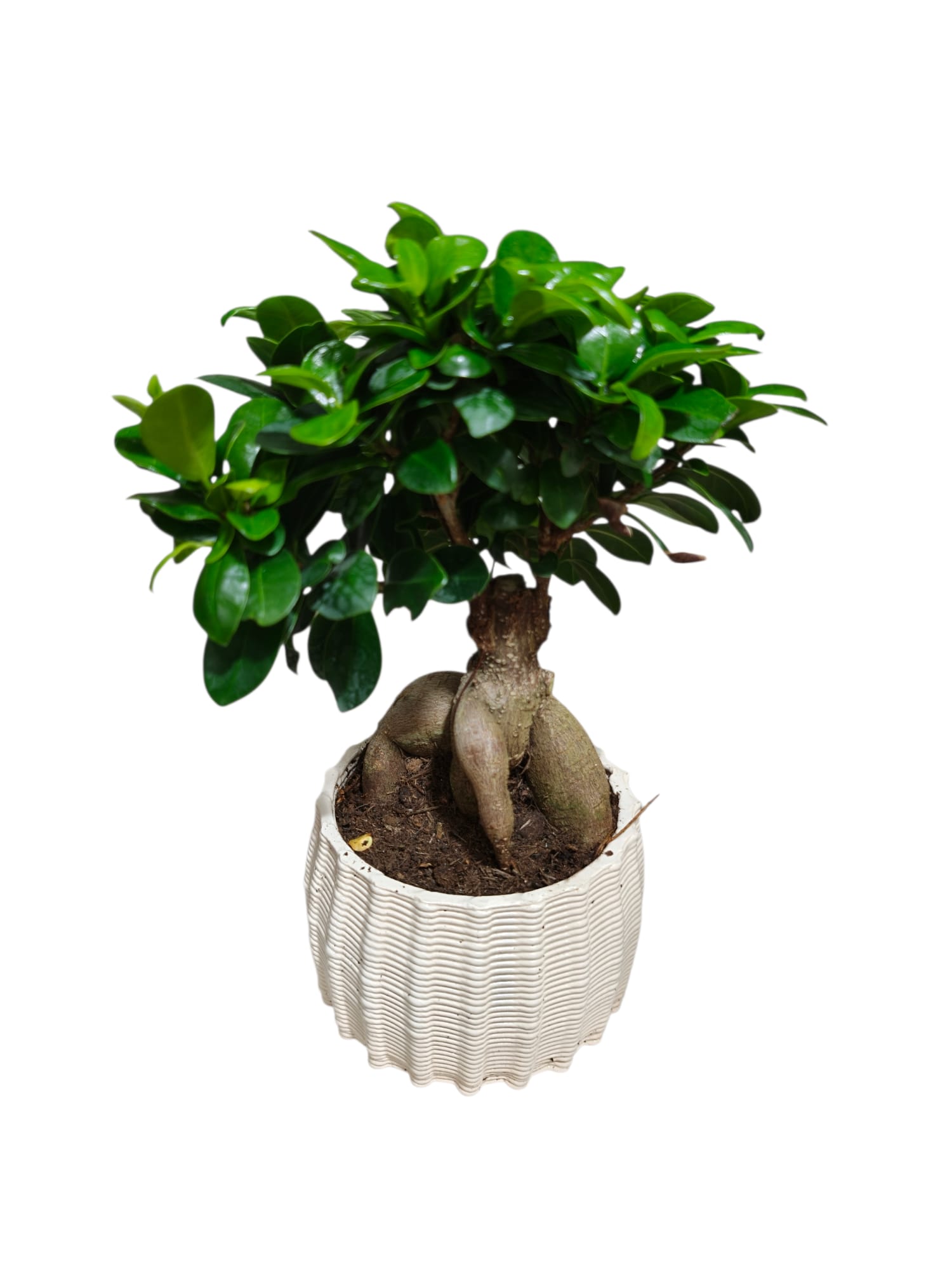 Featured image for “Bonsai ginseng con vaso in coccio”
